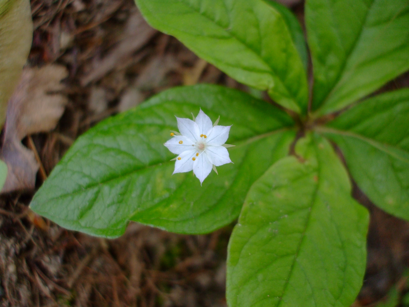 Trientalis latifolia